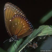 Euploea phaenareta Schaller, 1758